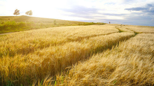 Scenic view of wheat field against sky