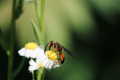 Close-up of insect on flower