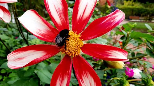 Close-up of insect on flower