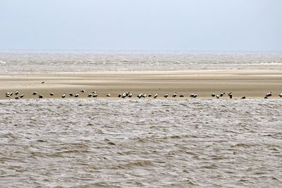 Flock of birds on sea shore