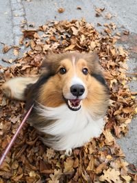 High angle portrait of a dog on leaves