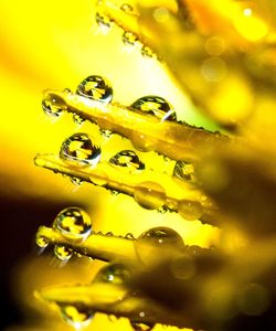 Close-up of raindrops on yellow leaf