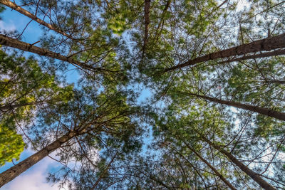 Low angle view of trees in forest