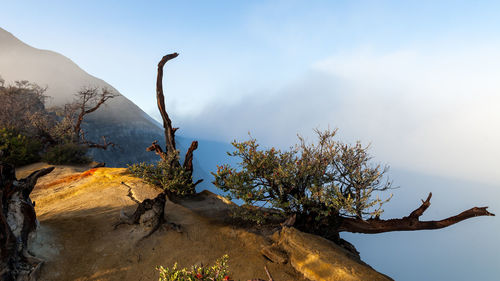 Plant growing on rock against sky