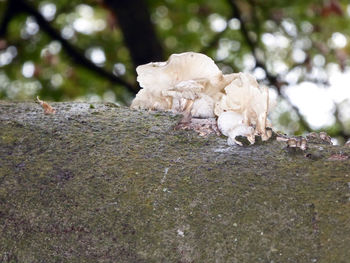 Close-up of crab on ground