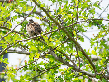 Low angle view of female blackbird perching on tree