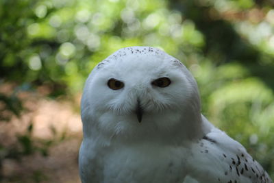 Close-up of bird