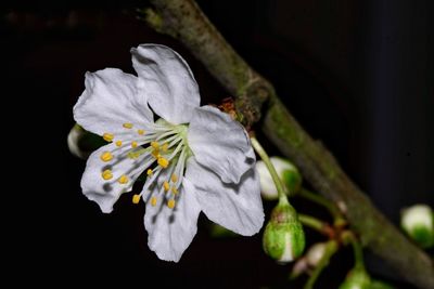 Close-up of white flowering plant against black background