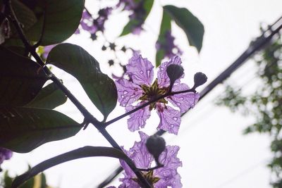 Low angle view of purple flowering plant