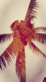 Low angle view of palm tree against sky