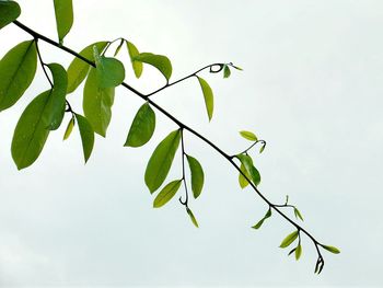 Low angle view of leaves