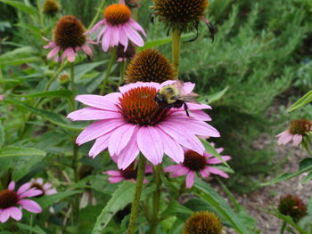 Close-up of pink flowers