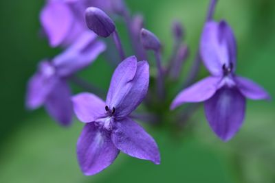 Close-up of purple flowering plant