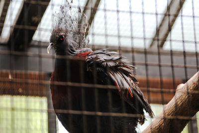 Close-up of bird in cage