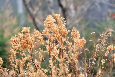 Close-up of flowering plants on field