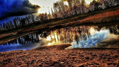 Reflection of trees in water