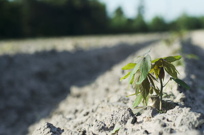 Close-up of flowering plant on land