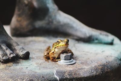 Close-up of frog sitting outdoors