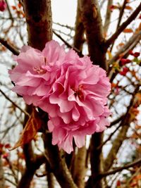 Close-up of pink flower blooming on tree