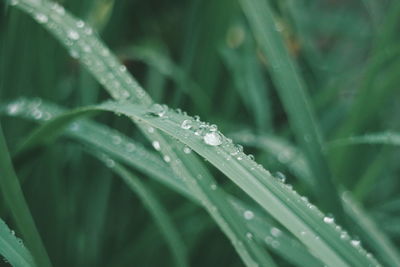 Close-up of wet grass during rainy season