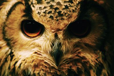 Close-up portrait of animal eye