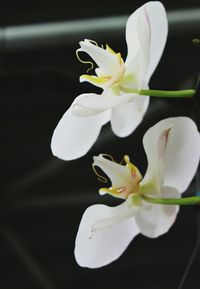 Close-up of white orchid