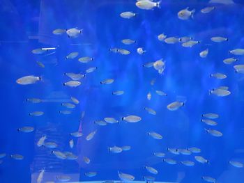 Flock of fish swimming in water