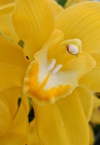 Close-up of yellow flower