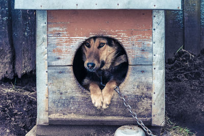 Close-up portrait of dog relaxing on wood