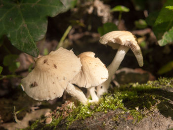 Close-up of mushroom growing on tree