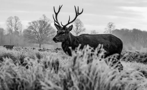 Deer on field against sky