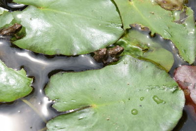 Close up of water with green leaves