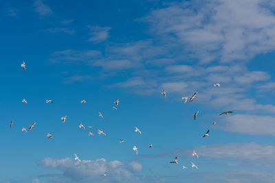 Low angle view of birds flying in sky