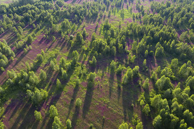 High angle view of trees in forest