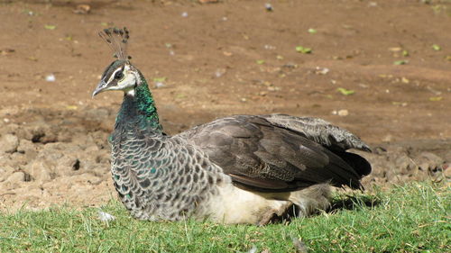 Peacock hen