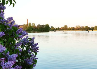 Close-up of purple flower tree by lake against clear sky