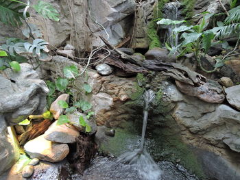 Close-up of lizard on tree