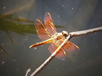 Close-up of insect on leaf