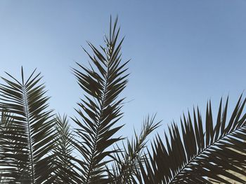 Low angle view of palm trees against clear sky