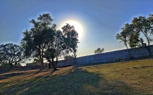 Trees on field against blue sky