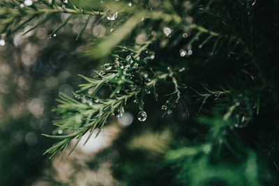 Close-up of raindrops on pine tree