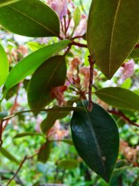 Close-up of leaves on tree