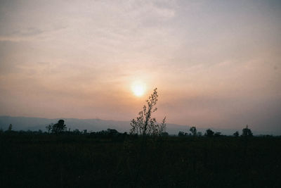 Silhouette plants on field against sky during sunset
