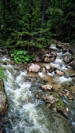 Scenic view of waterfall in forest