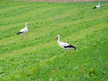View of birds on grass