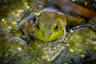 High angle view of turtle in lake