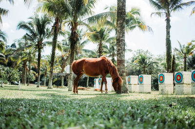 Horses in a field