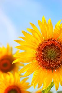 Close-up of sunflower against sky