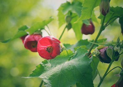 Close-up of strawberry growing on tree