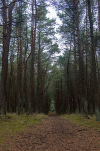 Dirt road amidst trees in forest